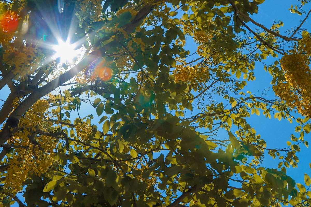 金边街头腊肠树花盛开景观
