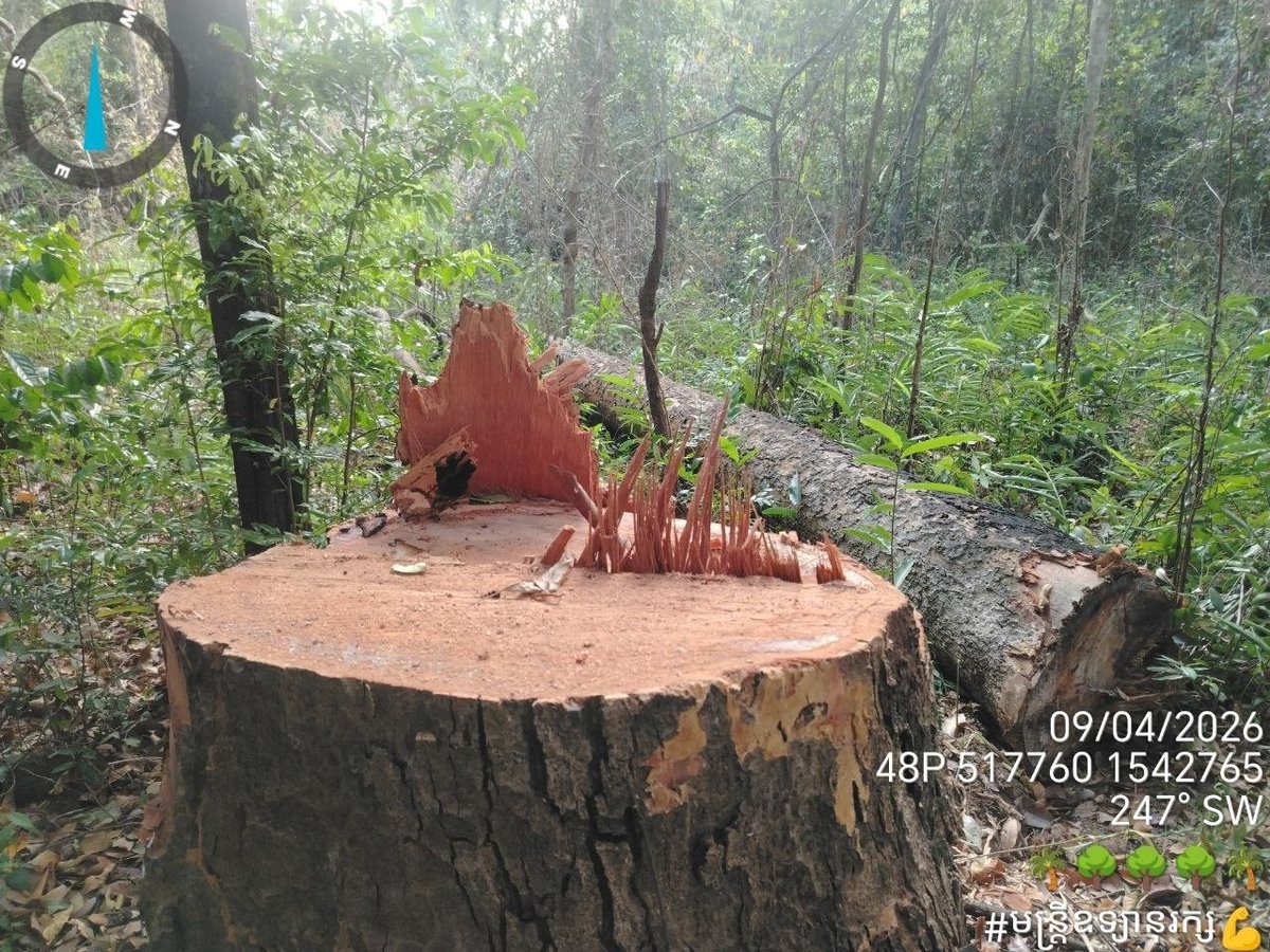柬埔寨环境部:严厉打击自然保护区非法伐木行为