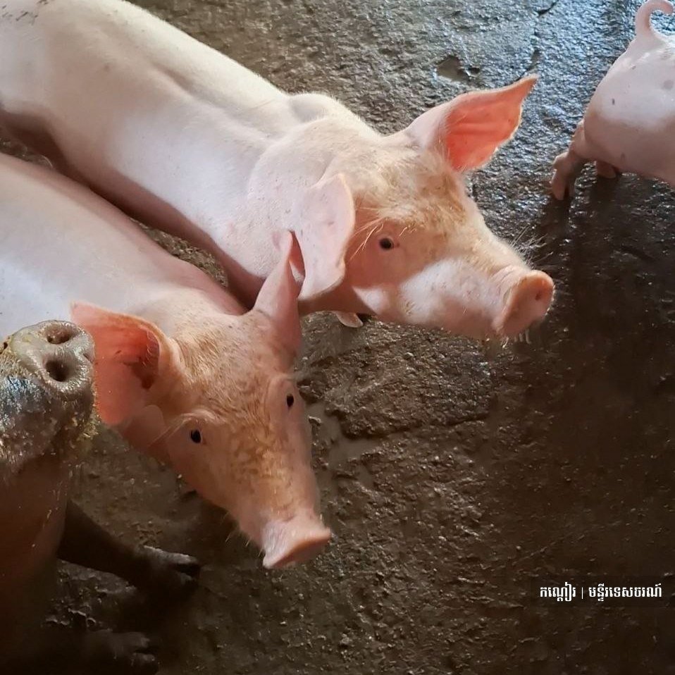 马德望省的家庭养殖业:酒糟养猪