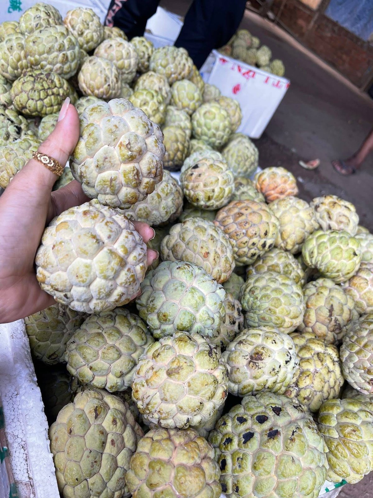 新鲜番荔枝(释迦)出售