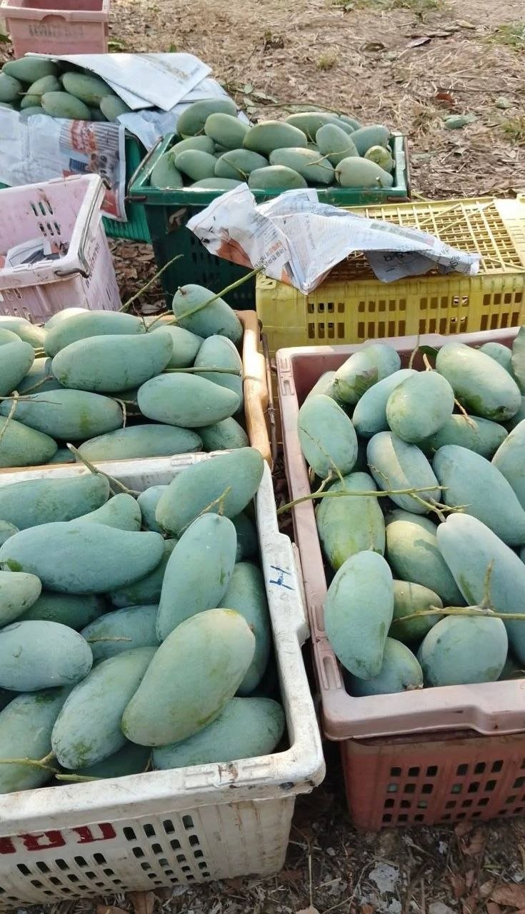 马德望新鲜芒果批发零售
