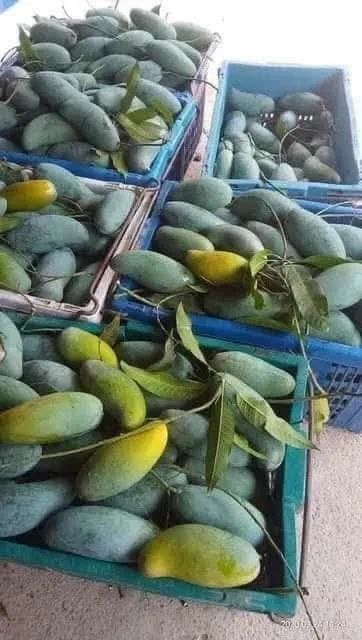 马德望新鲜芒果批发零售