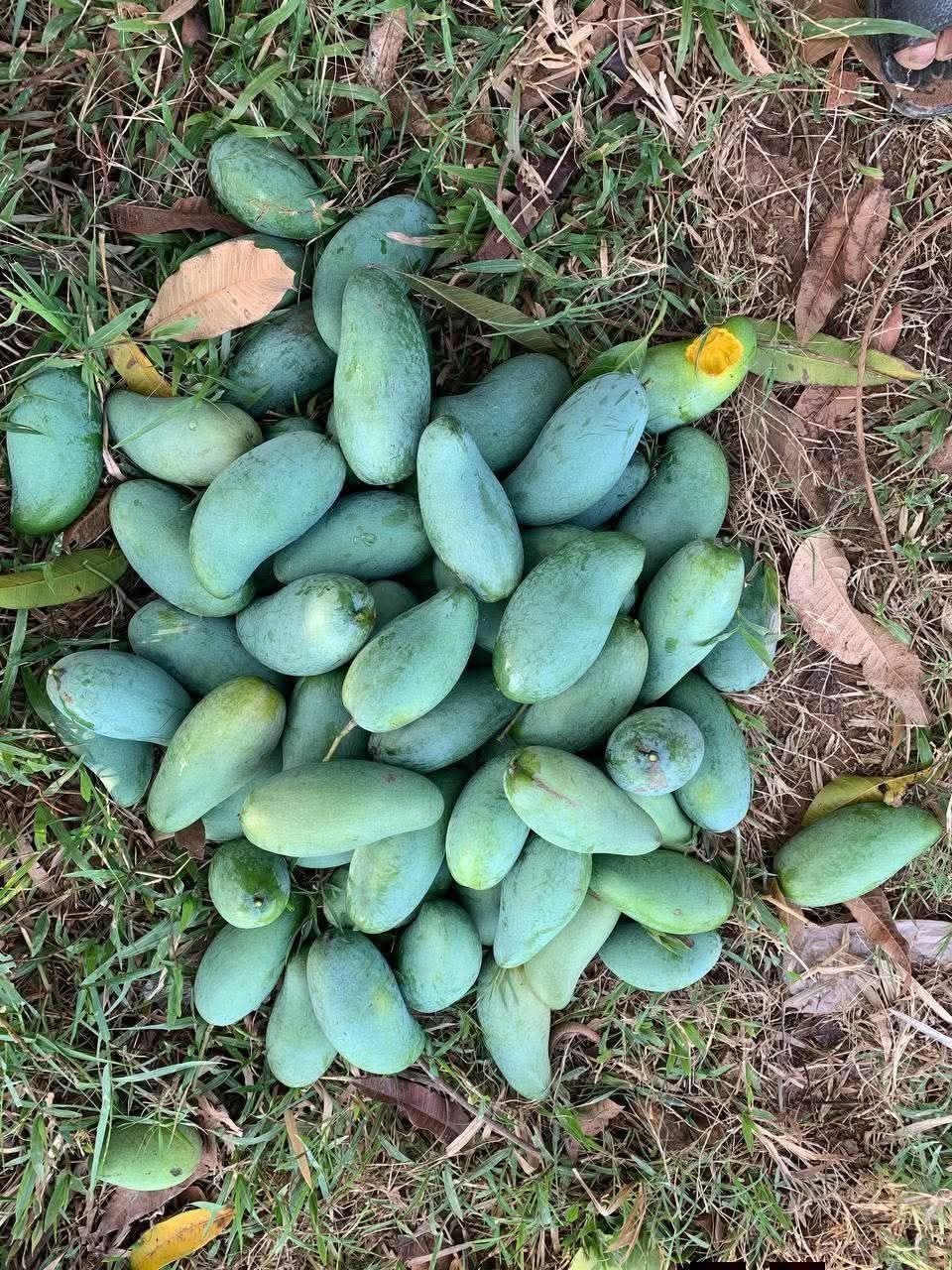 马德望新鲜芒果批发零售