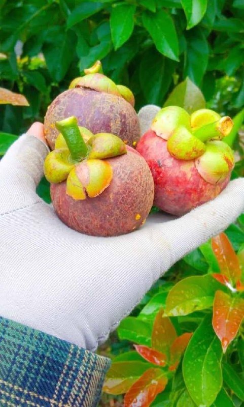 新鲜山竹批发零售