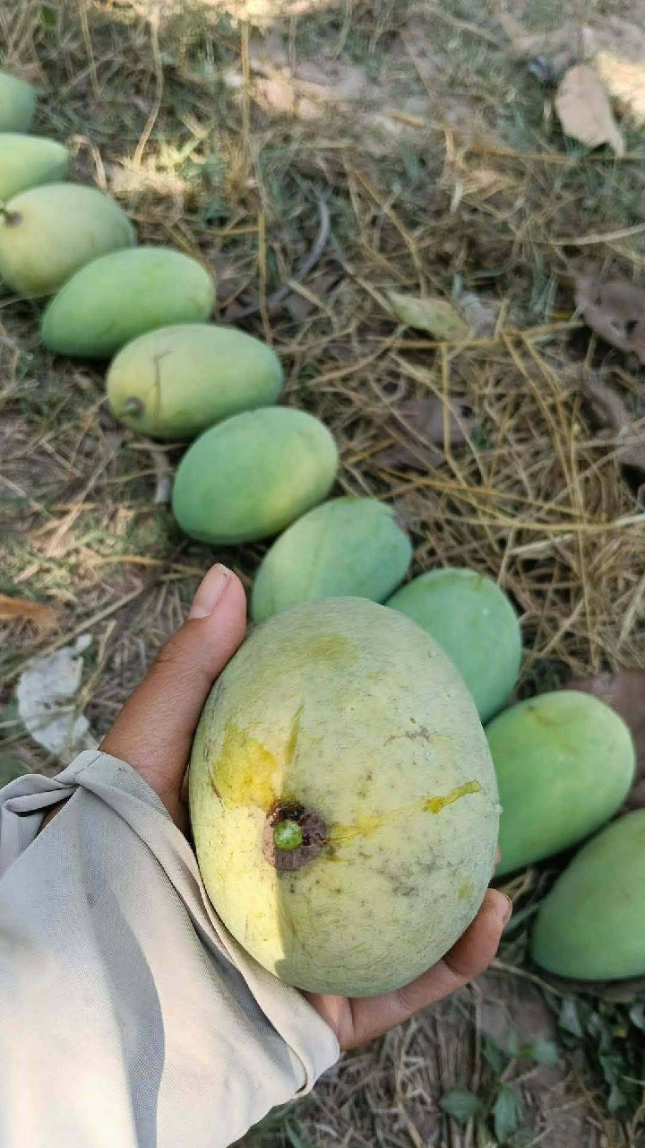 中国芒果促销