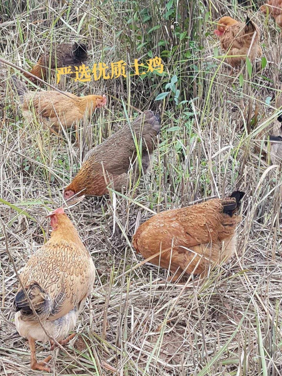 药膳水晶鸡外卖