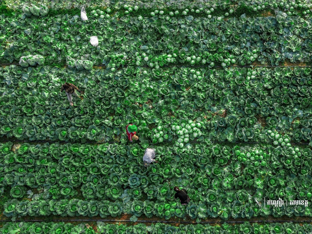 马德望省家庭种植助力当地经济发展