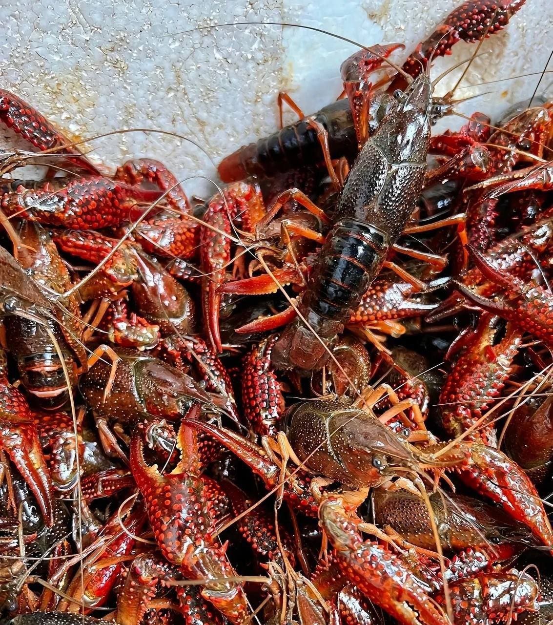 优选新鲜海鲜大咖与特色海鲜外送
