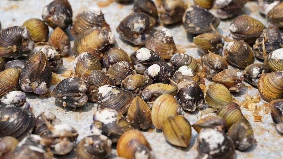 磅湛省传统新年活动:5吨晒干蛤蜊供游客享用
