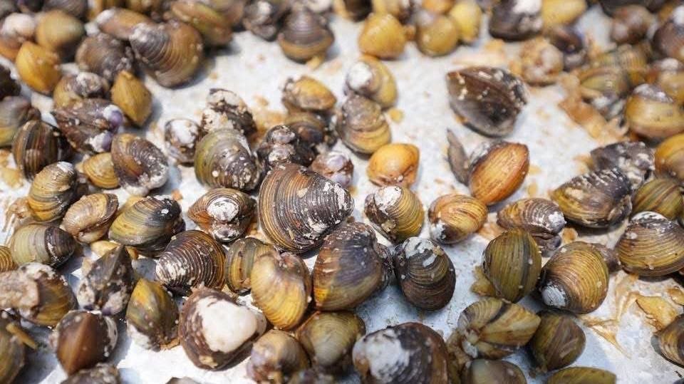 磅湛省传统新年活动:5吨晒干蛤蜊供游客享用