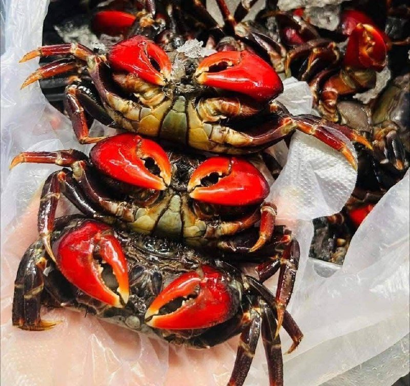 金边腌制海鲜特惠 每罐近2公斤售4万瑞尔 保证卫生
