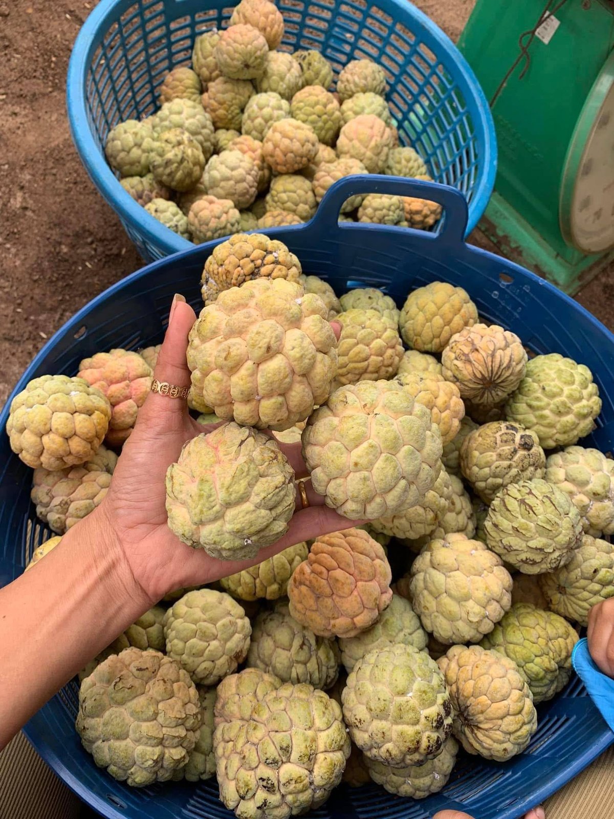 吐特拉果园番荔枝直销 批发零售均可 配送全境