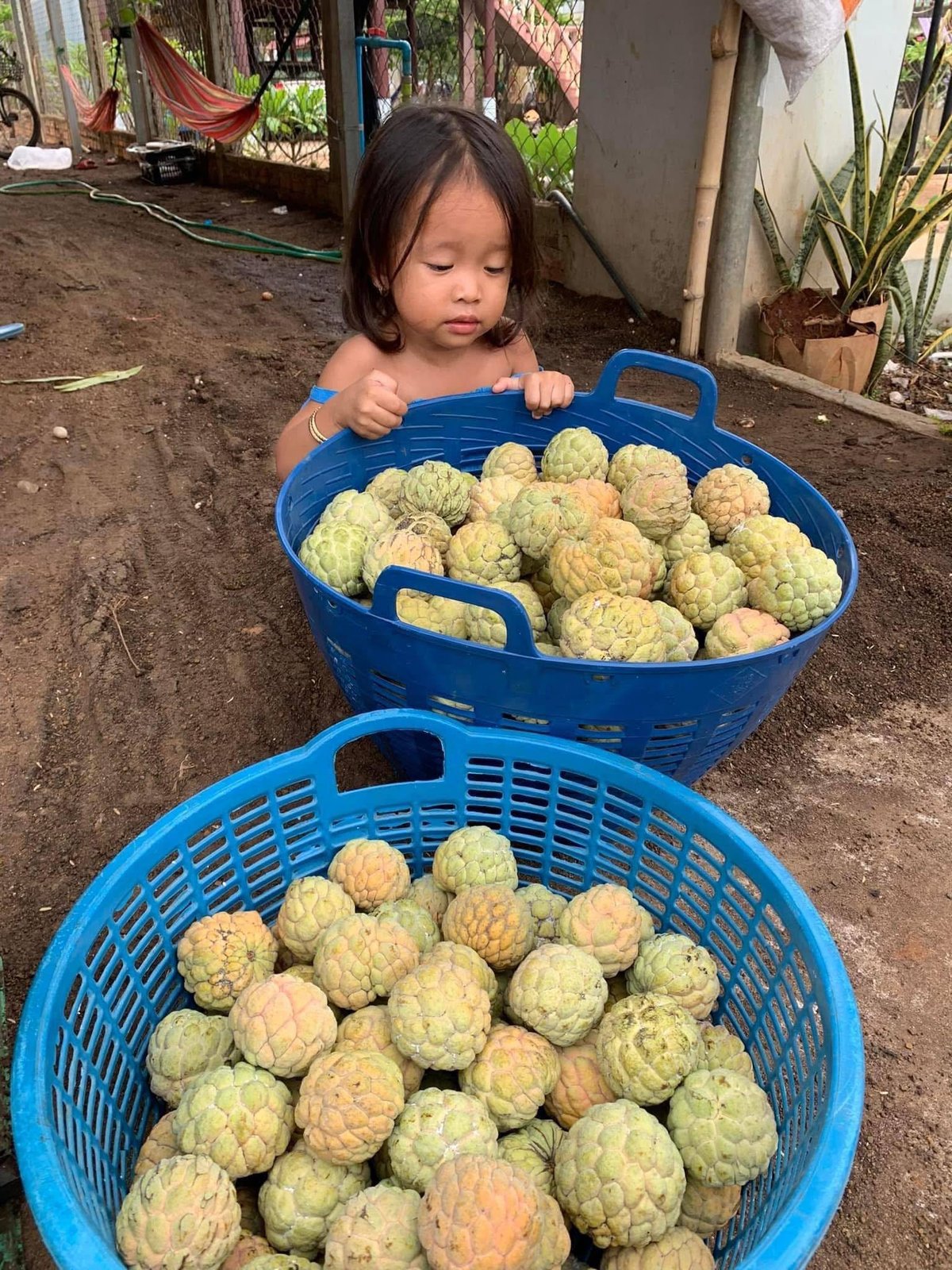 吐特拉果园番荔枝直销 批发零售均可 配送全境
