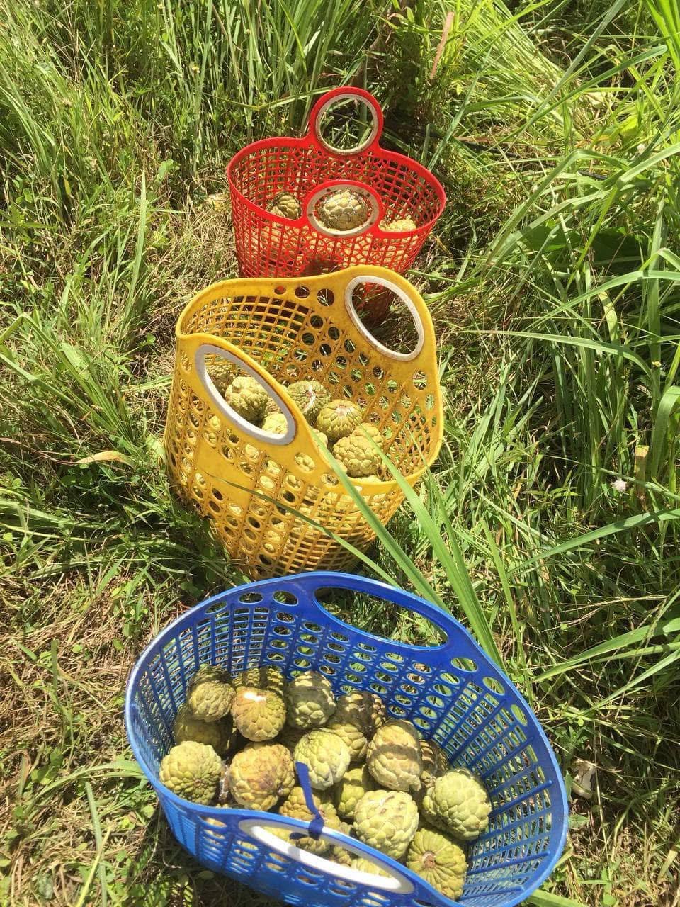 吐特拉果园番荔枝直销 批发零售均可 配送全境