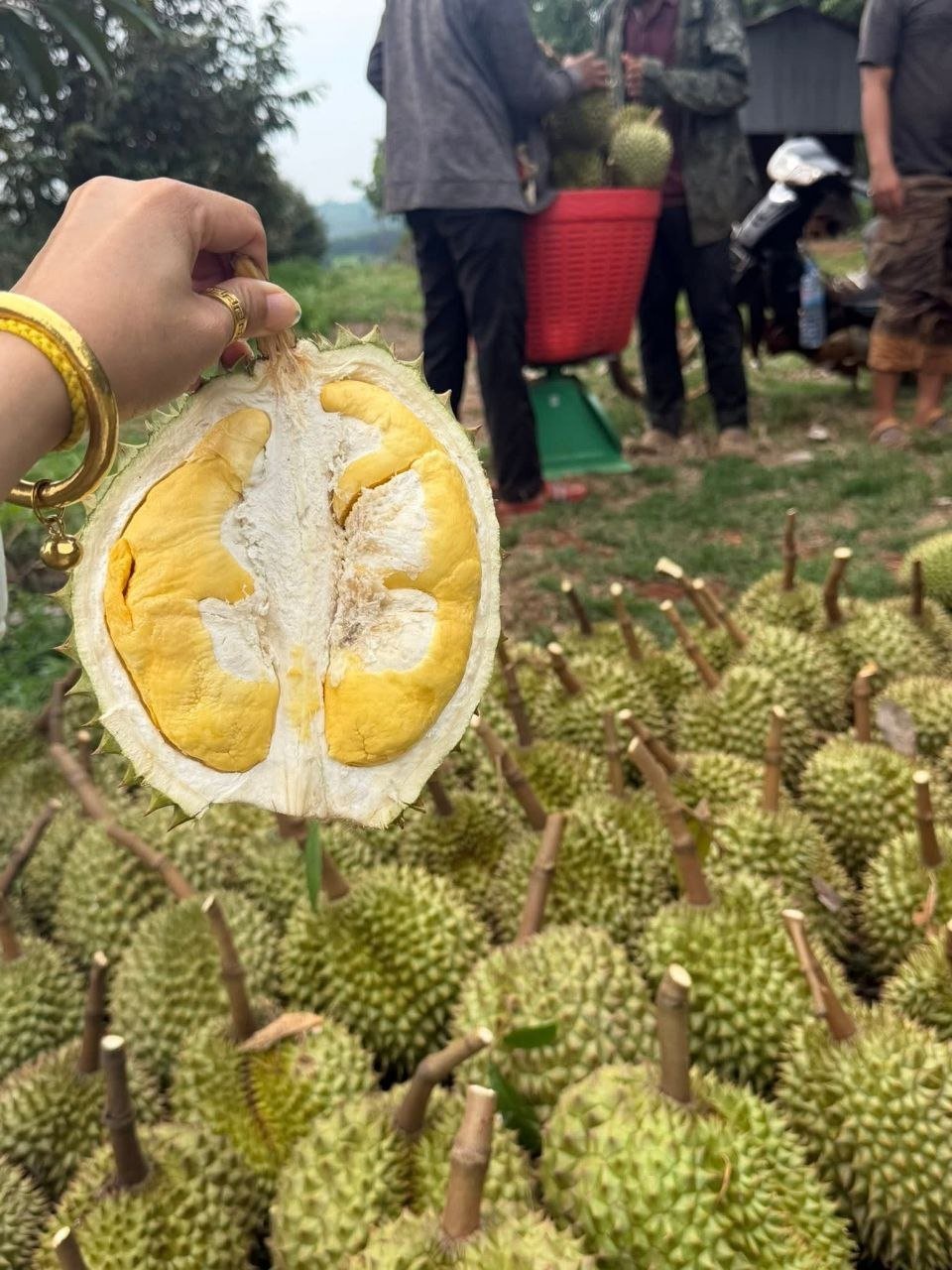 暹粒榴莲产地直供 每日新鲜到货 批发价更优