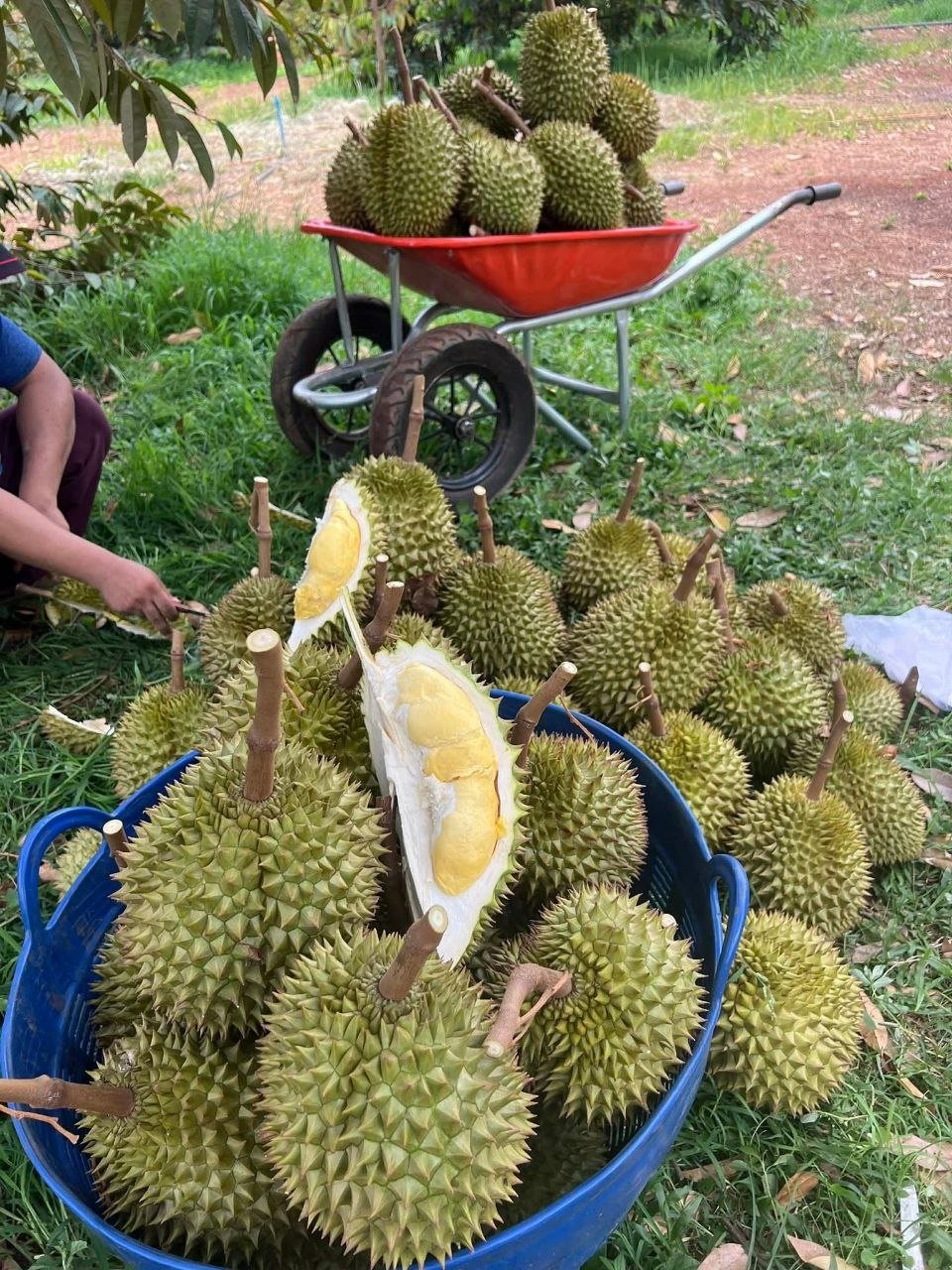 暹粒榴莲产地直供 每日新鲜到货 批发价更优
