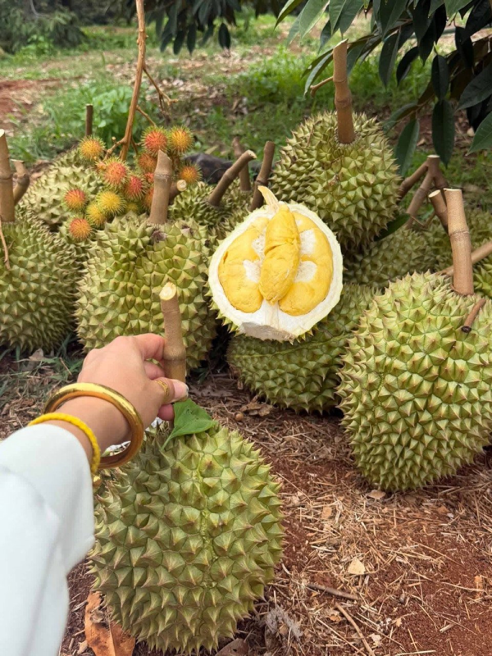 金边榴莲批发直供 10公斤$40 坏果包赔 每日到货