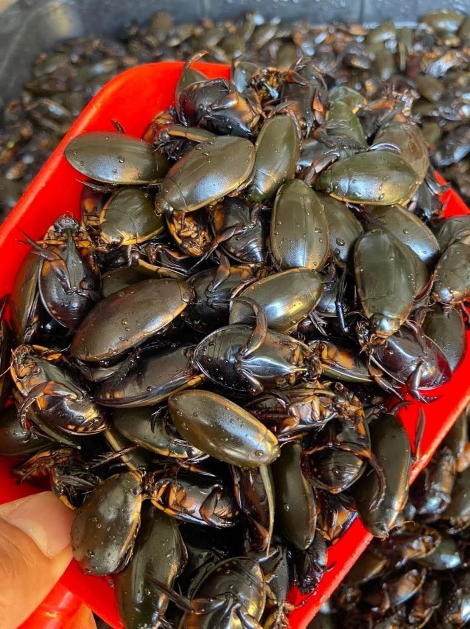新鲜野生昆虫食材出售 每公斤65000瑞尔 适合油炸爆炒