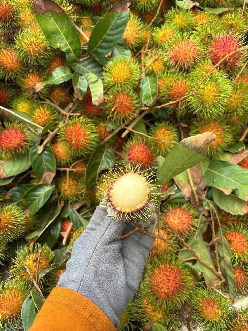 棉芷区新鲜山竹红毛丹热卖 山竹$16.5/箱 红毛丹$10.5/5kg