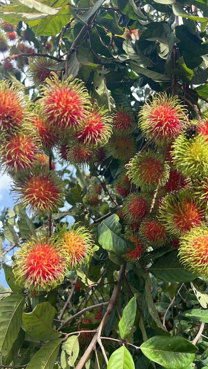 棉芷区新鲜山竹红毛丹热卖 山竹$16.5/箱 红毛丹$10.5/5kg