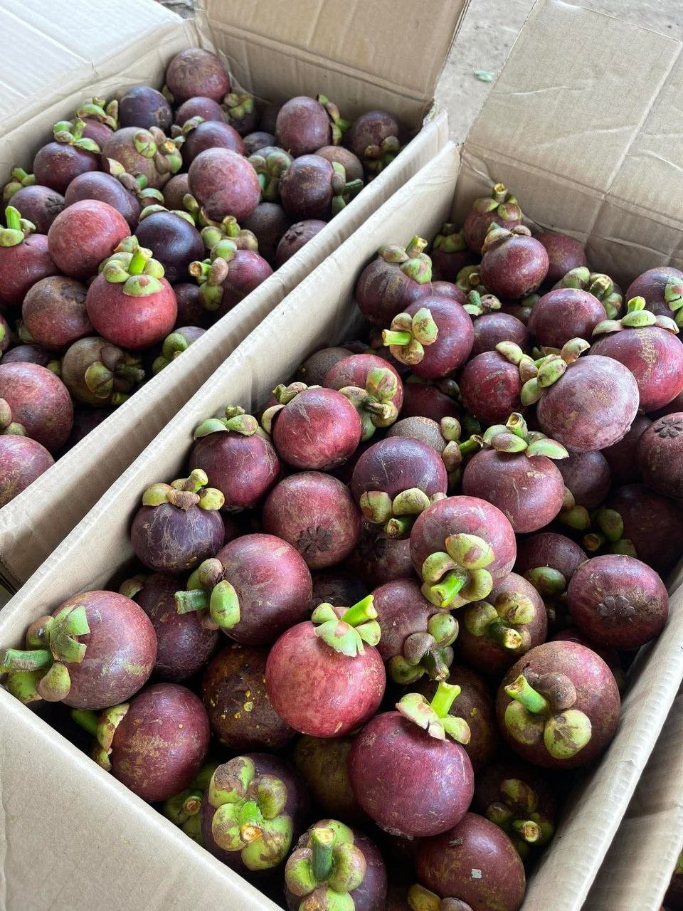 棉芷区新鲜山竹红毛丹热卖 山竹$16.5/箱 红毛丹$10.5/5kg