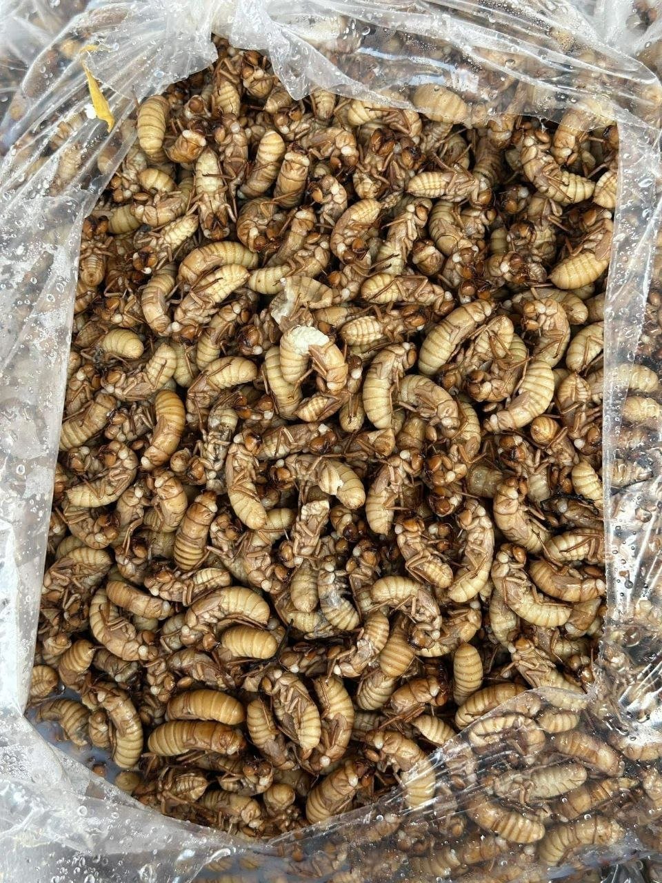 金边新鲜现捕水生昆虫上市 每公斤6.5万瑞尔