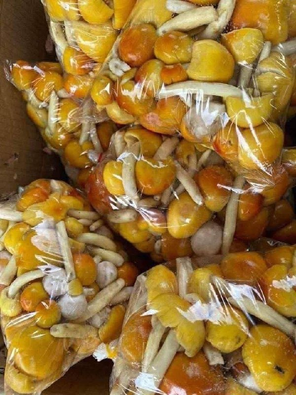 野生孔雀菌上市 每公斤4.5万瑞尔 接受预订