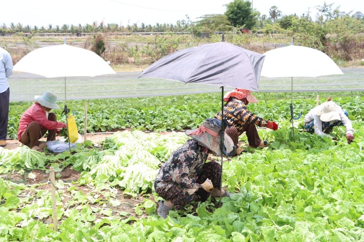 农林渔业部调研磅湛省 重点推动季节性蔬菜生产与供应