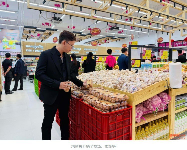 马德望省青年转型蛋鸡养殖 存栏2万只日产鸡蛋近2万枚