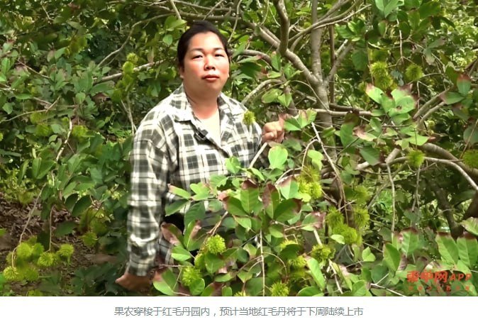 贡布省榴莲进入盛产期 售价$4.5起 红毛丹下周开摘
