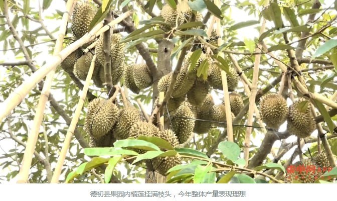 贡布省榴莲进入盛产期 售价$4.5起 红毛丹下周开摘