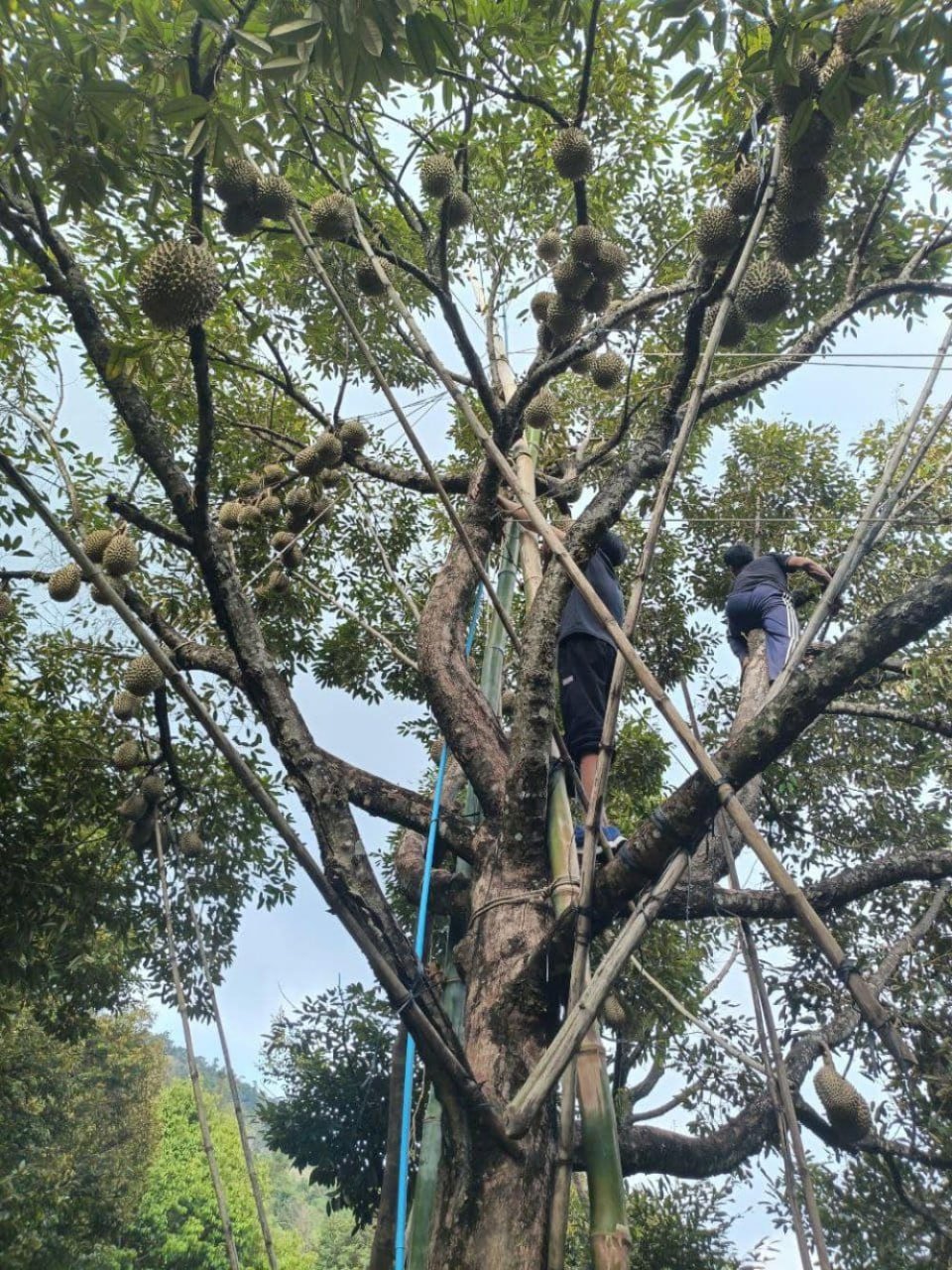 贡布省德初县榴莲产量下滑 气候变暖致品质与价格双降