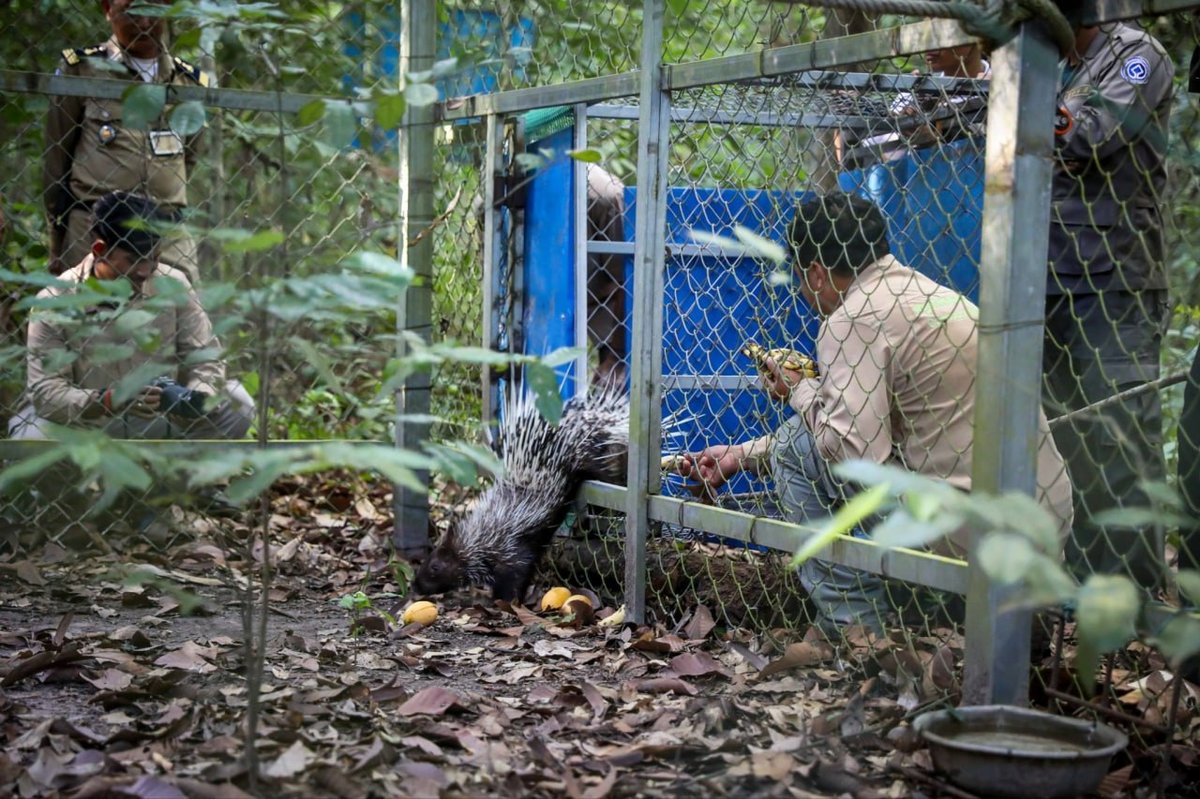 奥斯马两只豪猪获救 送往吴哥公园接受照料