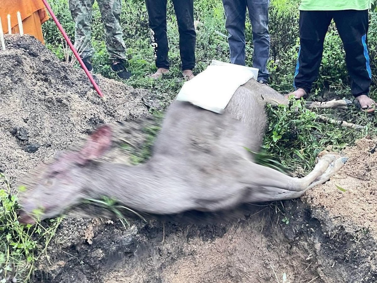 菩萨省发生非法猎杀怀孕鹿事件 当局正介入调查