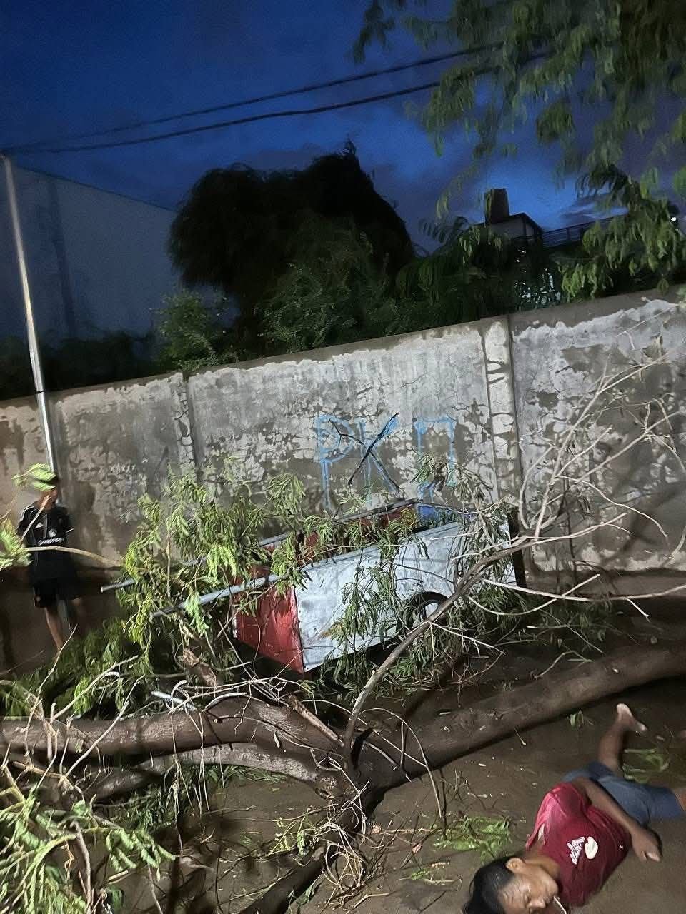金边铁桥头区暴雨致大树倒塌 一名拾荒者不幸身亡