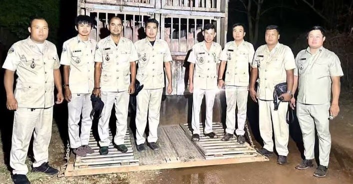 柬埔寨查获非法走私生猪 多数源自泰国经老挝入境