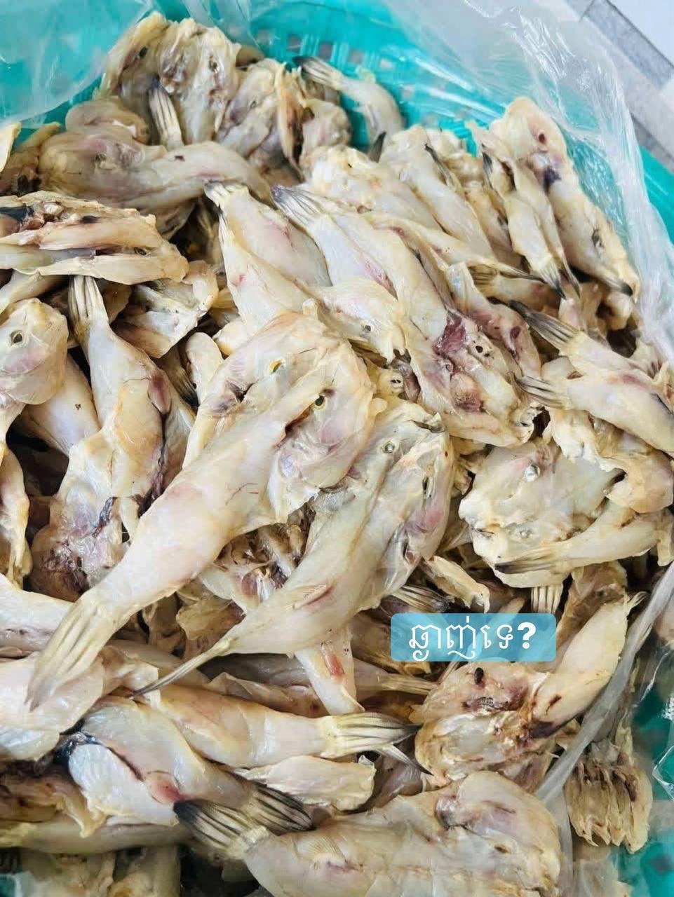 贡布鱼新鲜到货 1kg售价8.8万瑞尔 可选烤或炸
