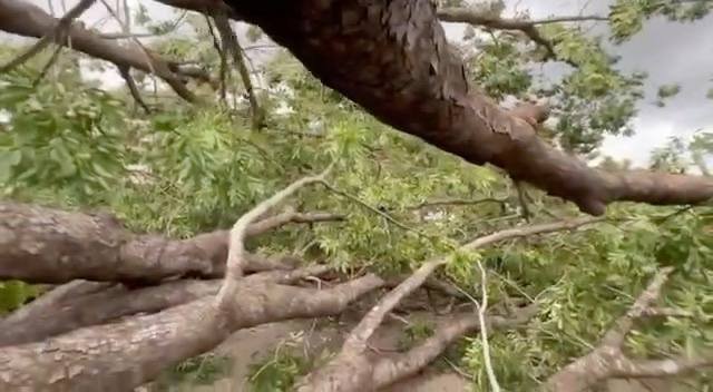 磅湛省突发强风导致大树倒塌 压毁围墙未造成伤亡
