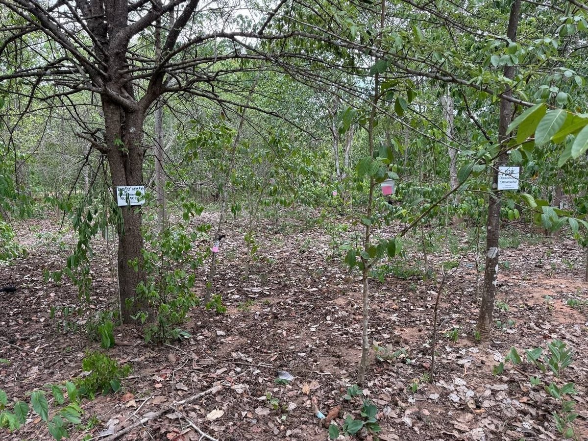 卫生部实地考察基里隆药用植物园 规范药材标识