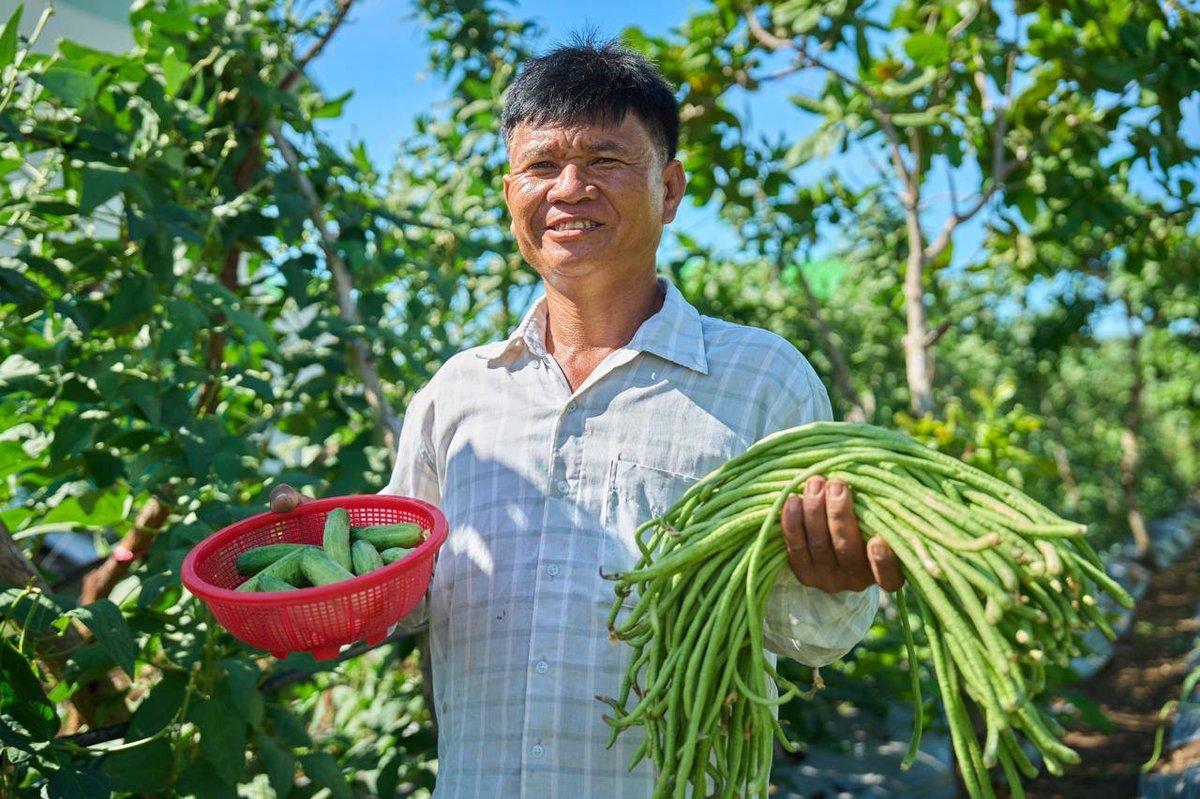 班迭棉吉省荣占村村民开展农业生产 种植蔬菜养殖家禽