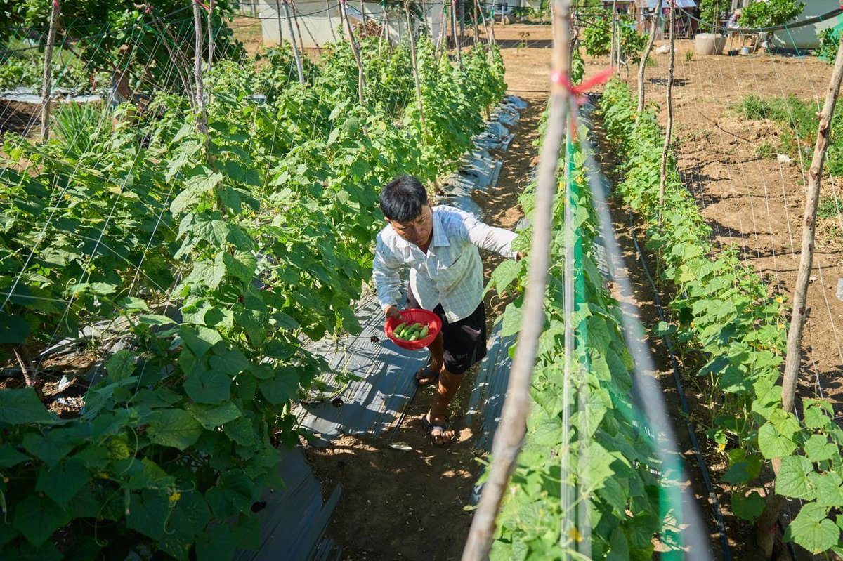 班迭棉吉省荣占村村民开展农业生产 种植蔬菜养殖家禽