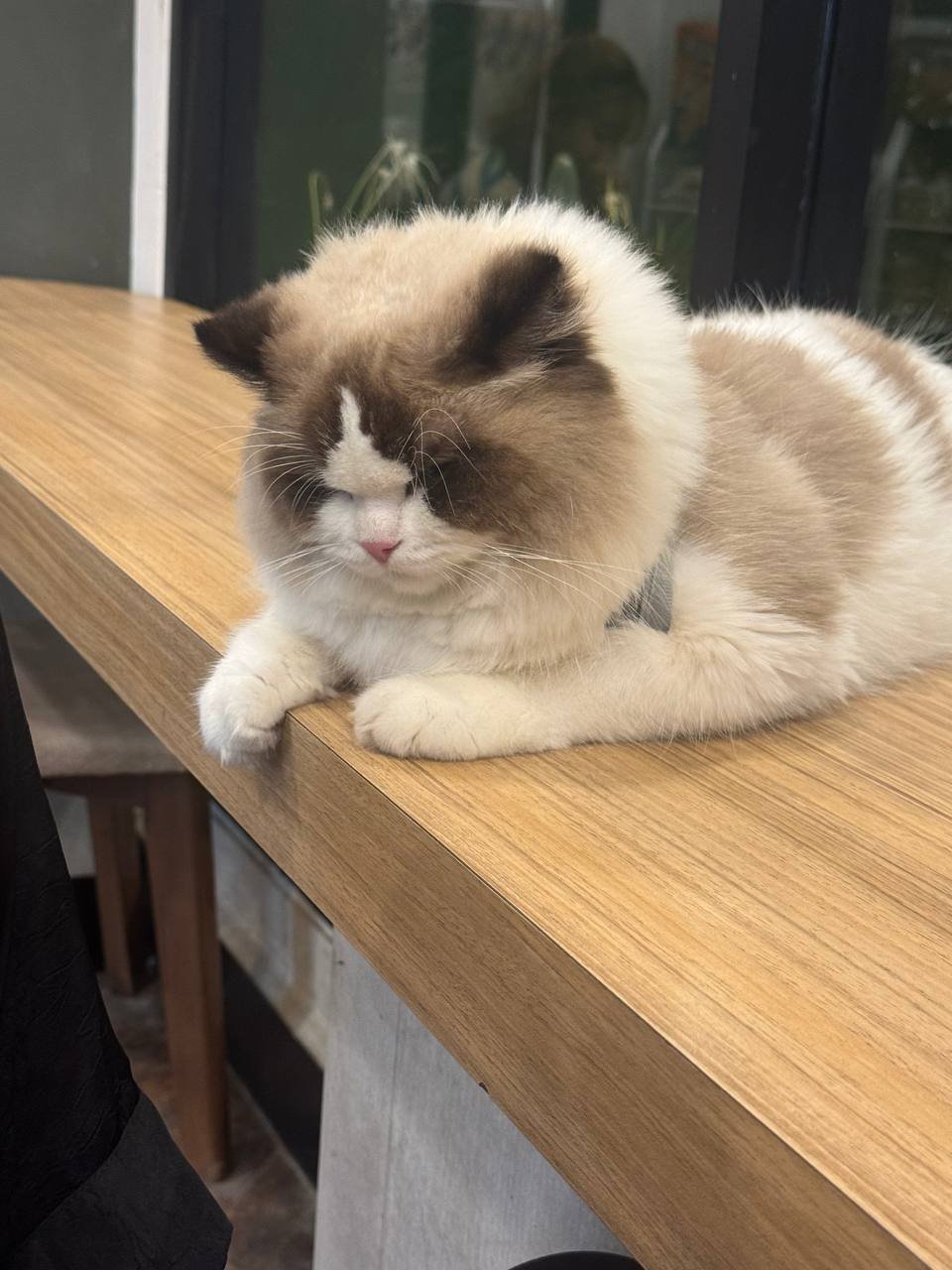 西港环海博莱转让猫咪用品套餐 包含猫窝挠抓树等 $75