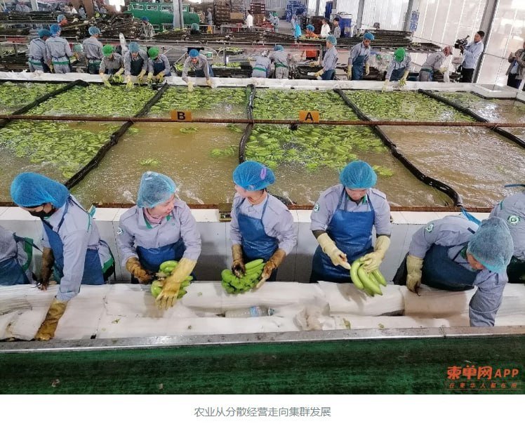 柬埔寨农业投资转向加工化 腰果产业成外资布局重点