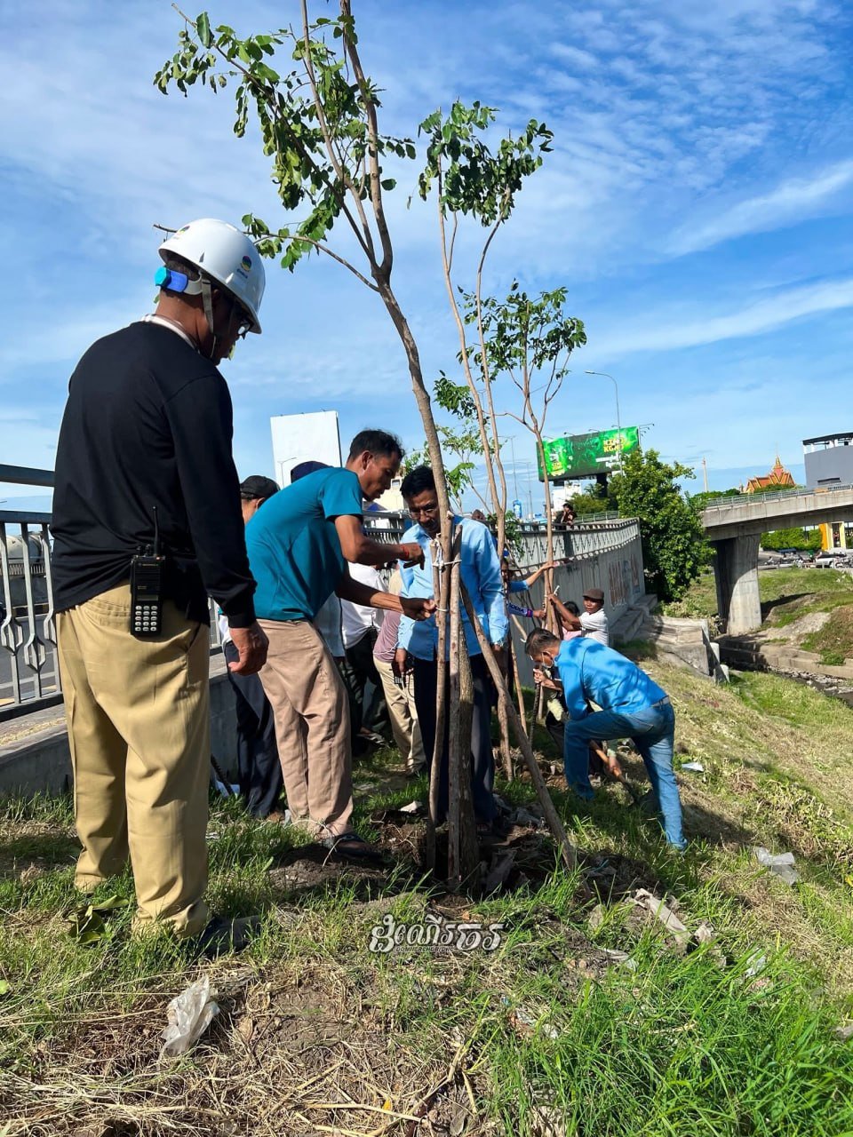 棉芷区立交桥下绿化项目完工 种植200棵树木