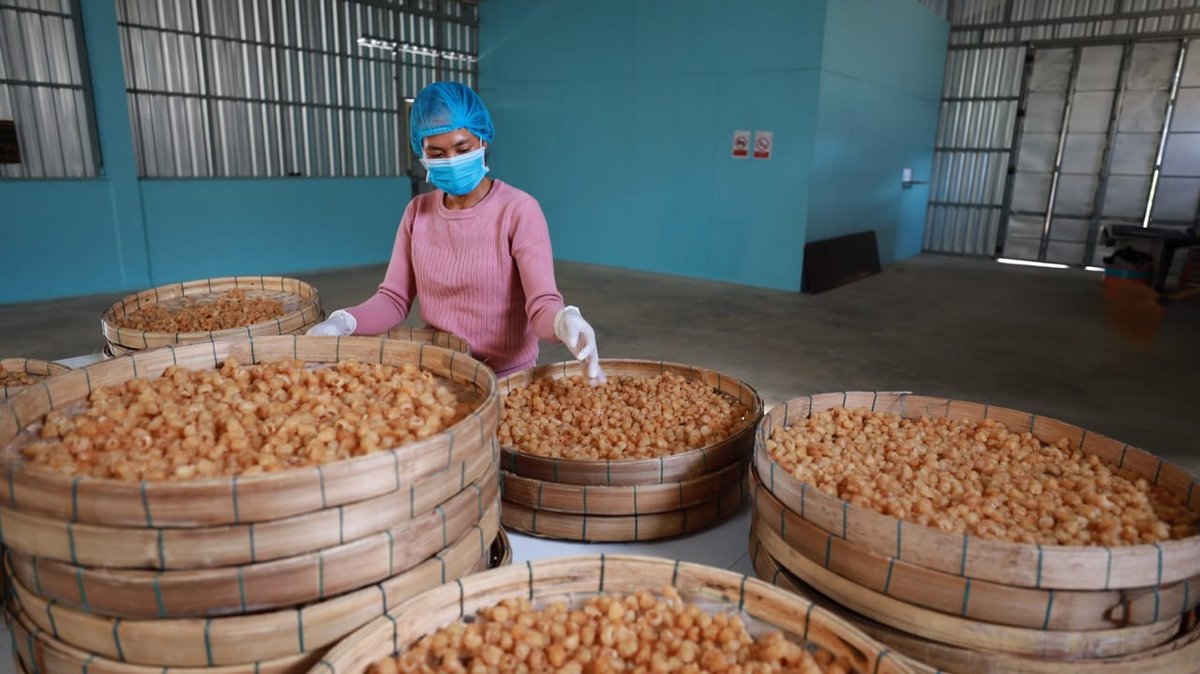 柬埔寨龙眼干获准出口中国 签署检疫与食品安全协议