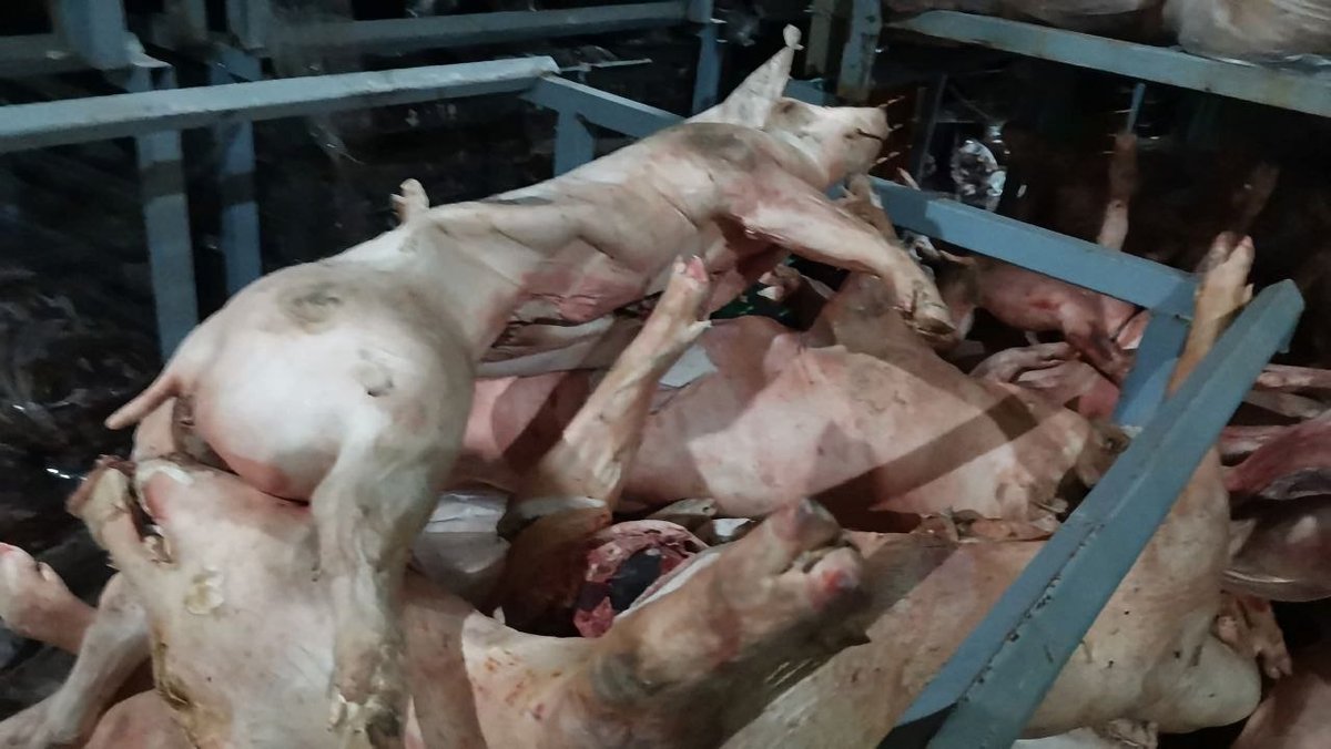 森速区一冷冻肉仓库被查 警方现场查获数吨走私肉