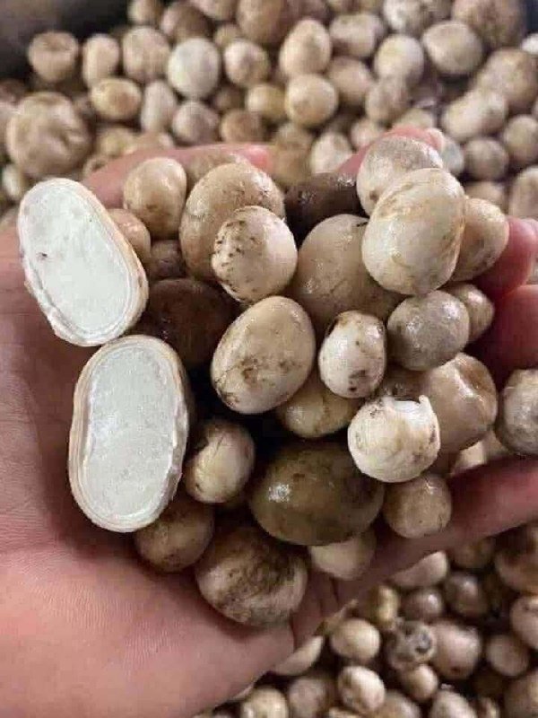 季节性野生菌类(Pok Mushroom)现已上市,提供两种