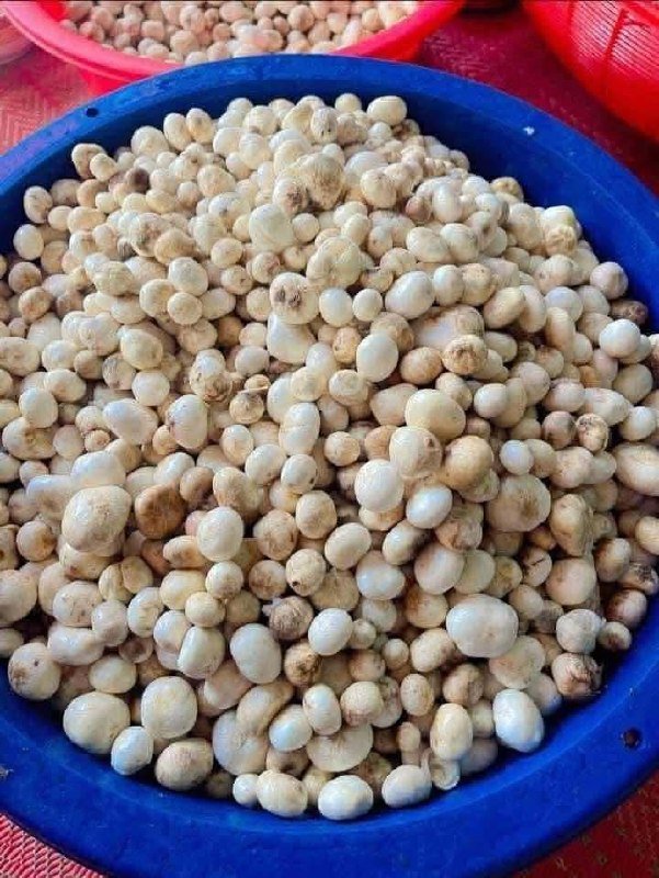 季节性野生菌类(Pok Mushroom)现已上市,提供两种