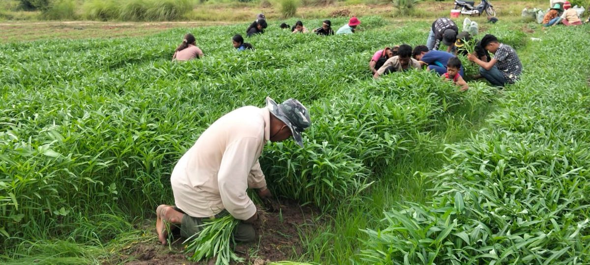 奥多棉吉省农业部门累计分发45吨物资 支援边境驻军与民众