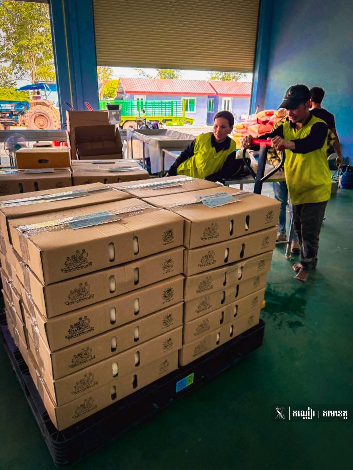 三隆隆县椰子产业深加工 提升农产品附加值与竞争力